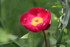 Paeonia officinalis