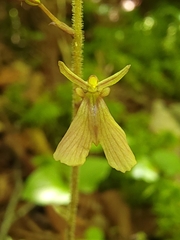 Neottia smallii