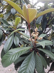 Eriobotrya deflexa