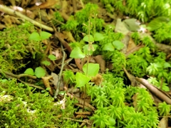 Neottia smallii