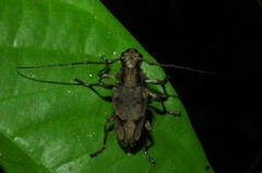 Steirastoma aethiops