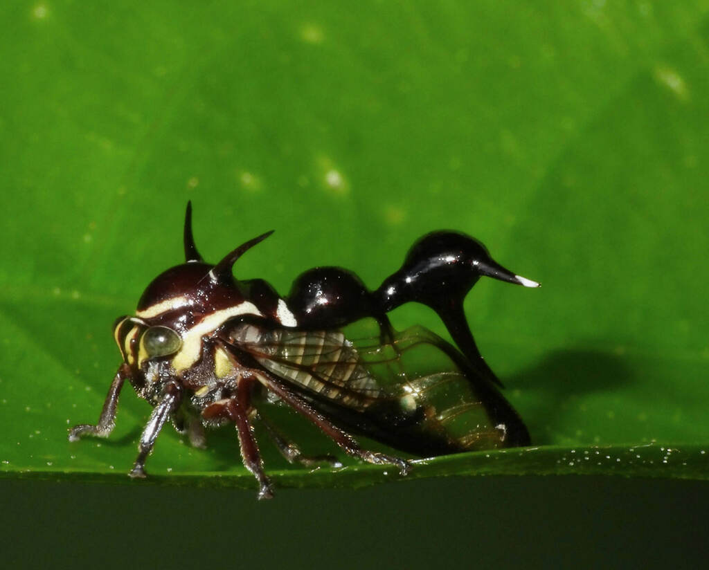 Heteronotus fuscoflavus