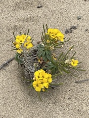 Erysimum menziesii