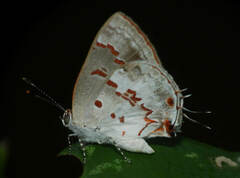 Ministrymon megacles