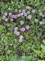 Securigera varia