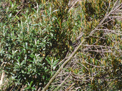 Miconia salicifolia