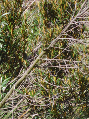 Miconia salicifolia