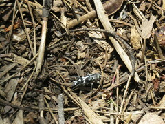 Xylotrechus albonotatus