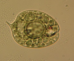 Phacus circulatus