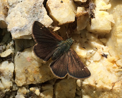 Piruna pirus