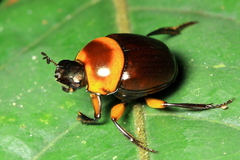 Canthon luteicollis