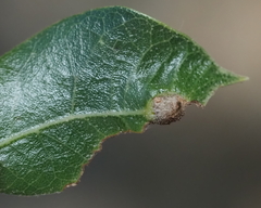 Andricus highlandensis