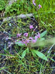 Primula pauciflora pauciflora