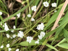 Valerianella umbilicata