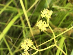 Valerianella umbilicata