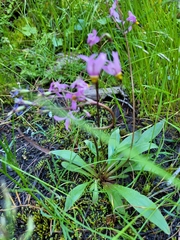 Primula pauciflora pauciflora