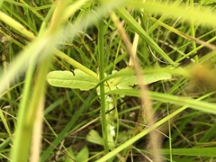 Valerianella umbilicata