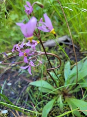Primula pauciflora pauciflora