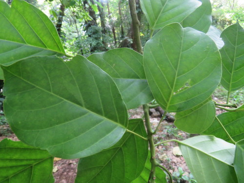 Image of Capparidastrum mollicellum by (c) Alexis López Hernández, some rights reserved (CC BY)
