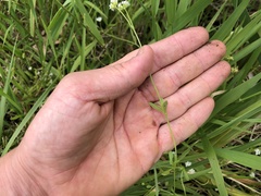 Valerianella umbilicata