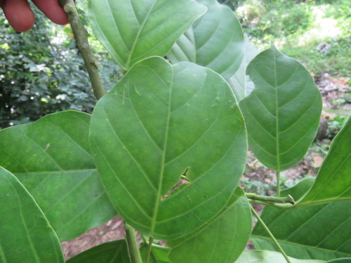 Image of Capparidastrum mollicellum by (c) Alexis López Hernández, some rights reserved (CC BY)