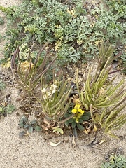 Erysimum menziesii