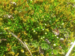 Baccharis caespitosa