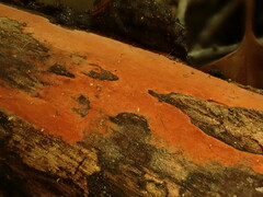 Hymenochaete cinnamomea