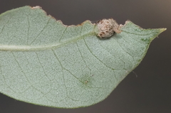 Andricus highlandensis