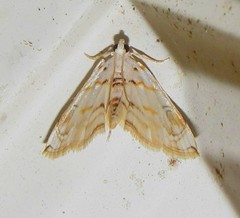 Neurophyseta clymenalis