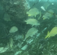 Haemulon carbonarium