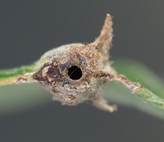 Andricus highlandensis