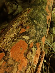 Hymenochaete cinnamomea