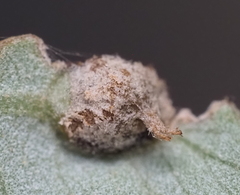 Andricus highlandensis