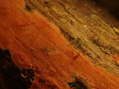 Hymenochaete cinnamomea