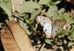 Anartia jatrophae