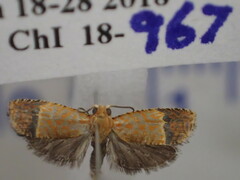 Loboschiza halysideta