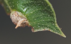 Andricus highlandensis