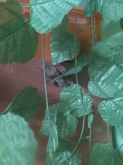 Gekko gecko