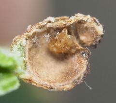 Andricus highlandensis