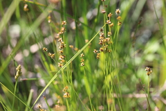 Carex sterilis