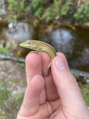 Anolis chlorocyanus