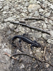 Ambystoma jeffersonianum