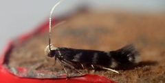 Eulamprotes wilkella