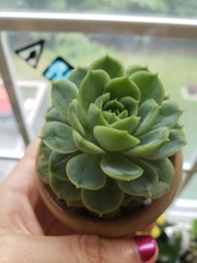 Echeveria elegans