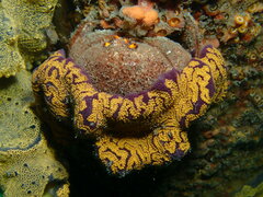 Austrodromidia octodentata