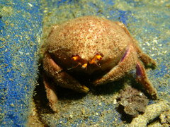 Austrodromidia octodentata