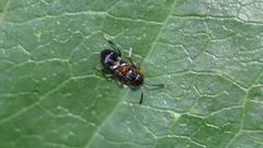 Encyrtus aurantii
