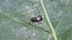 Encyrtus aurantii