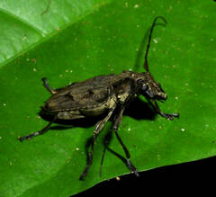 Steirastoma aethiops